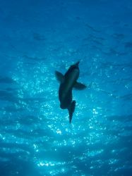 Taken at Shark Reef with E300. by Nikki Van Veelen 